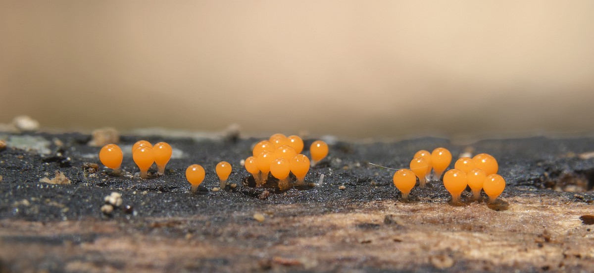 Mahbuslar bilan anal porno video Jinsiy olatni qin ichidan onlayn suratga olish